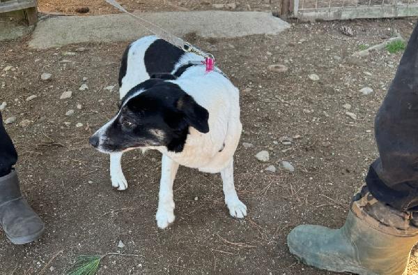 Cookie, una splendida meticcia Foto 6